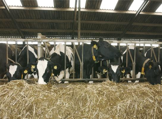 Door het grote kation-anionverschil in de voorjaarskuilen van dit jaar bestaat er een hoger risico op melkziekte als deze kuilen worden gevoerd aan droge koeien