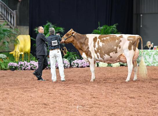 Phillip Top wijst Premium Apple Crisp Lilly aan als algemeen kampioene (foto: Fleur Maartje Bakker)