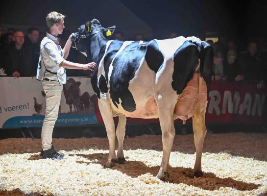 Na de vaarzentitel vorig jaar pakte Amvh Pietje 303 (v. Aristrocrat) nu de titel in de middenklasse én het algemeen kampioenschap