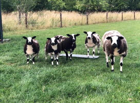 Het opstallen van runderen en schapen kan bijdragen aan het verlagen van het risico op het oplopen van blauwtong