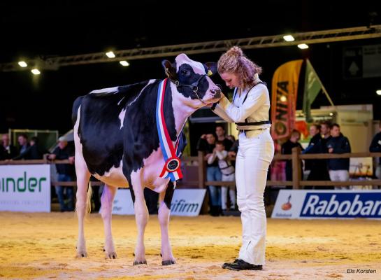 Topcross Anna 264 van maatschap Jacobi uit Garijp werd kampioen van de seniorenklasse en algemeen kampioen van de exterieurkeuring bij de Young Breederscompetitie (foto: Els Korsten)