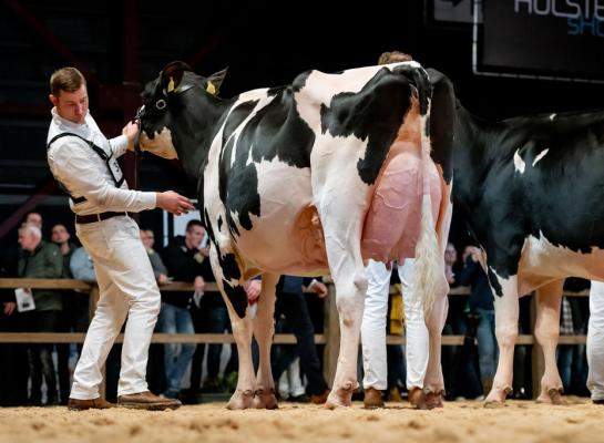 De inmiddels drie keer gekalfde Heerenbrink Angelina won voor de tweede keer op rij het algemeen kampioenschap (foto: Els Korsten)