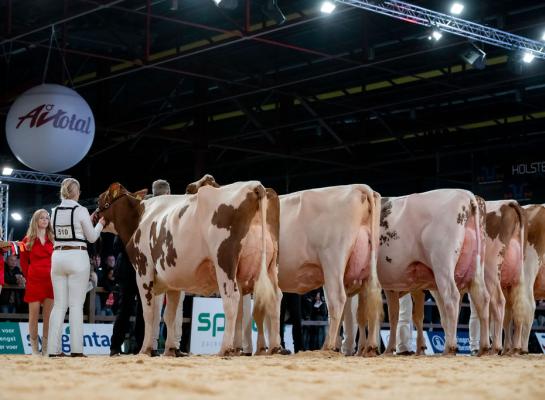 Twente Dairies Incredibull Mel (v. Incredibull) won het algemeen kampioenschap in Leeuwarden (foto: Els Korsten)