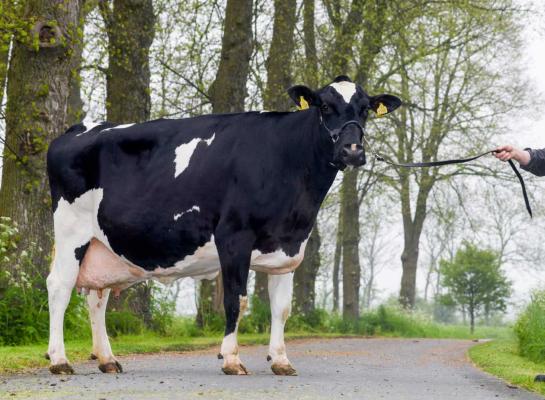 Sjoukje 629 (v. Foundation) van Jitte Ketelaar en Froukje Mulder uit Winsum werd afgelopen jaar Sterkoe 3