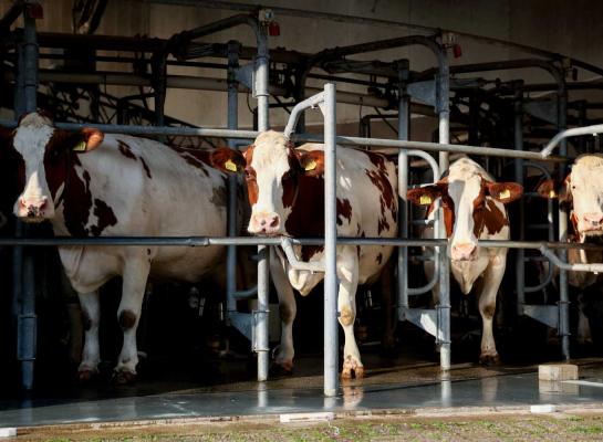 De melkaanvoer in Nederland daalde in september met ruim 1 procent