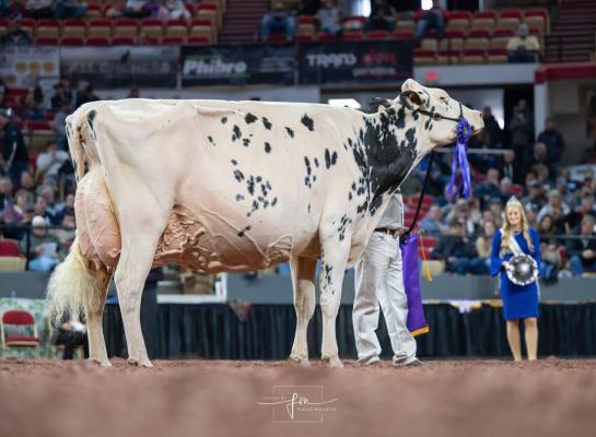 Erbacres Shakira, hier gefotografeerd in Madison, wint het algemeen kampioenschap in Toronto (foto: Fleur Maartje Bakker)