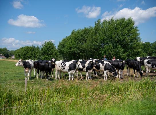 Runderen die besmet zijn met blauwtong bouwen een goede immuniteit op