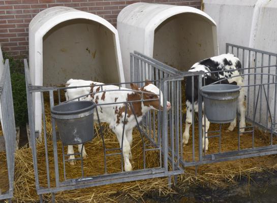 Rabobank verwacht dat kalveren voor de vleeskalverhouderij in 2040 minimaal tot acht weken leeftijd op het melkveebedrijf blijven