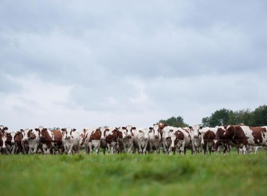 De mortaliteit van deze blauwtongbesmetting is ongeveer zes keer hoger dan van de uitbraak in de jaren 2006 tot en met 2008.