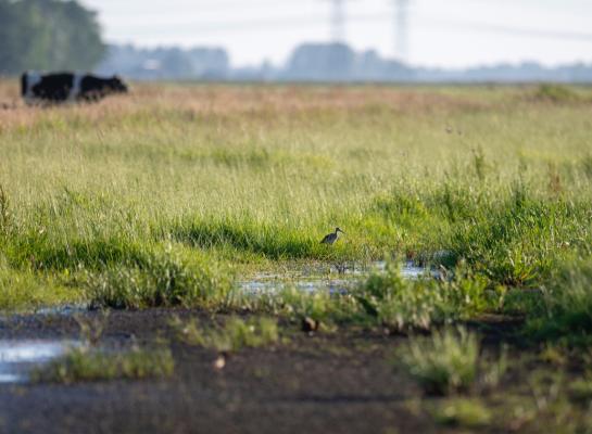 In het onderzoek wordt onder meer bekeken hoe grasland door meer diversiteit beter bestand kan zijn tegen klimaatextremen