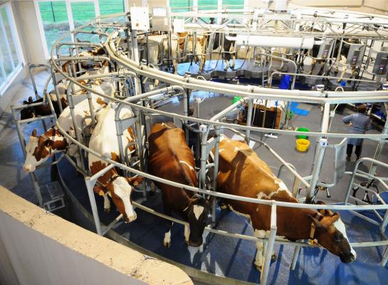 De inkomensraming voor melkveebedrijven valt dit jaar 44.000 euro lager uit dan in 2022