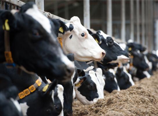 Volgens de FAO is het klimaat niet gebaat bij krimp van de veestapel in Nederland en Vlaanderen