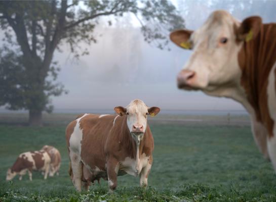 In Zuid-Duitsland zijn er nog veel bedrijven met een kleine veestapel (foto: Mark Pasveer)