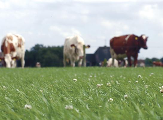 In België daalde het aantal biologische runderen met 5000