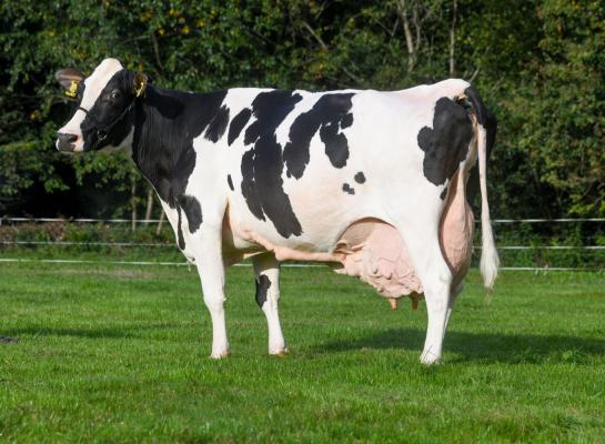 Jantje 129 gaf bij de laatste melkcontrole nog 46 kg melk