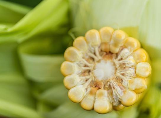 Een hogere voederwaarde uit eigen maïs en de silo tot de rand gevuld