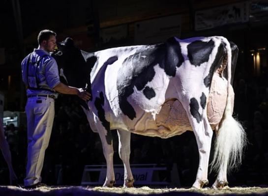 De Zwitsers kampoiene Goya is ingeschreven voor de Swiss Expo (foto: Guillaume Moy)