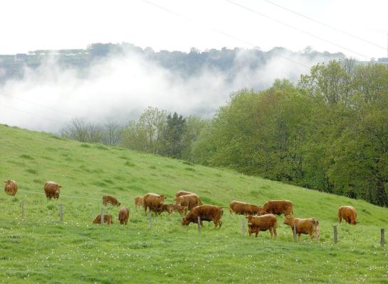 In 2035 zullen in de EU naar verwachting 8,6 procent minder zoogkoeien gehouden worden dan nu