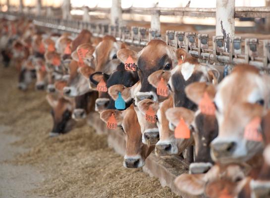 Een melkveebedrijf in de VS telt gemiddeld 258 melkkoeien