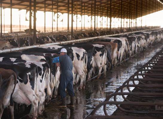 Genetica heeft in de VS bijgedragen aan een flinke verhoging van de melkproductie