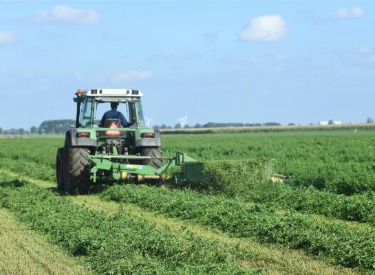 Het telen van eiwitrijke gewassen zoals luzeren valt onder de ecoregelingen