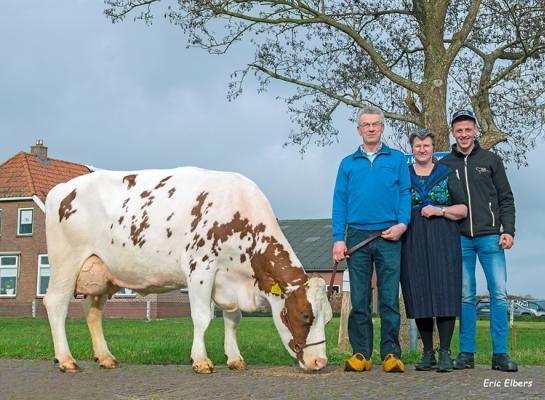 Kaydochter Joze 145 is ingeschreven met 87 punten voor exterieur (foto: Eric Elbers)