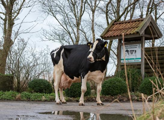 Melona (v. Minister) passeerde als vierde koe in Duitsland de grens van 200.000 kg melk (foto: Dorothee Warder)