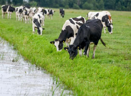 In de vernieuwde eco-activiteit weidegang is de keuze minimaal 1500 uur of minimaal 2500 uur weiden