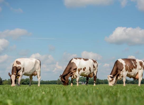 De Noors roodbonte kruislingvaarzen hadden in de eerste lactatie een lager celgetal en leken minder gevoelig voor mortellaro