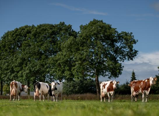 Vijf honderdtonners poseerden deze zomer voor de camera van Els Korsten