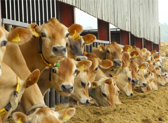 Deense overheid trekt 70 miljoen euro uit om inzet van voeradditieven te stimuleren