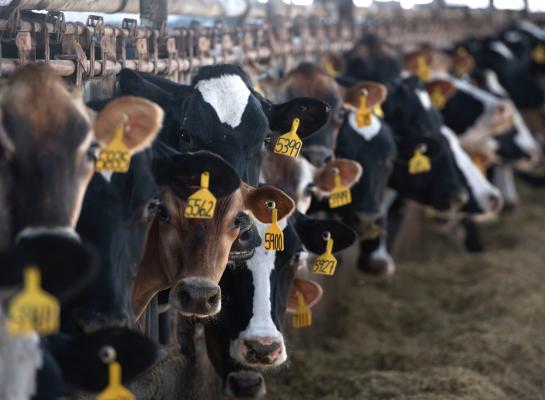 De verspreiding van het vogelgriepvirus loopt terug, maar er is bevestigd dat de overdracht ook tussen koeien plaatsvindt 