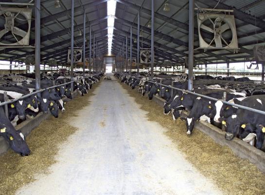 Ook in de noordelijke staat Michigan zijn melkveebedrijven besmet geraakt met vogelgriep