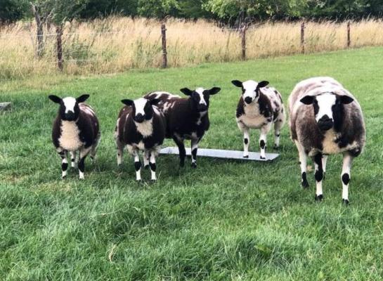 Schapen zijn als eerste aan de beurt bij blauwtongvaccinatie