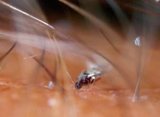 Een tweede vaccin tegen het blauwtongvirus kan worden ingezet vanaf halverwege juni