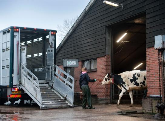 Aangevoerde runderen die IBRgE-antistoffen hebben, moeten door de aanpassing verplicht worden afgevoerd