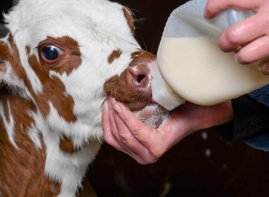 Het advies is om kalveren de eerste vijf dagen biest bij te geven