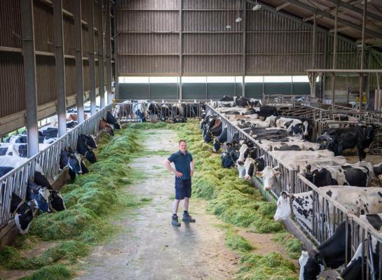 De 150 koeien van Steven Strikwerda benutten zoveel mogelijk gras