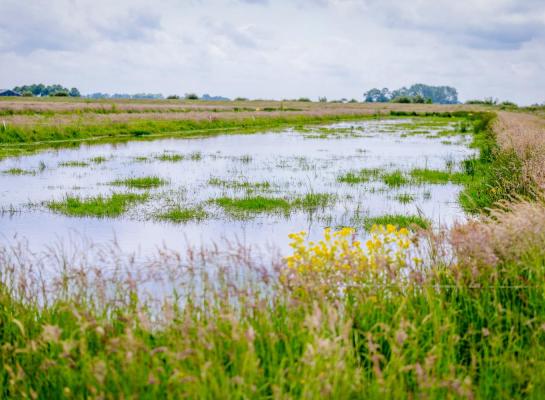 Verhogen van het waterpeil heeft grote gevolgen voor agrarische werkzaamheden