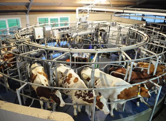 De melkproductie van de Nederlandse koe blijft achter waardoor de kostprijs per kg melk hoger wordt