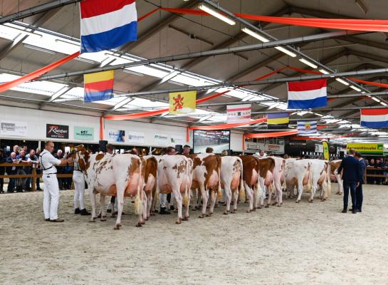 De latere middenklaskampioene De Wijde Blik Mariegold 6a (v. Crown) op de 1a-positie in haar rubriek (foto: Henk Lomulder)