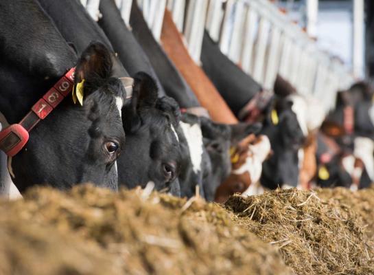 Bedrijven met een laag aandeel mais scoorden gemiddeld hoger voor ruw eiwit