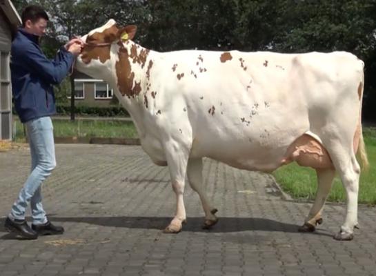 Barendonk Brasilera 26 (v. Agent) wint bij de oudere koeien