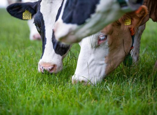 In rantsoenen met veel vers weidegras is een kleiner aandeel ruw eiwit afkomstig uit krachtvoer