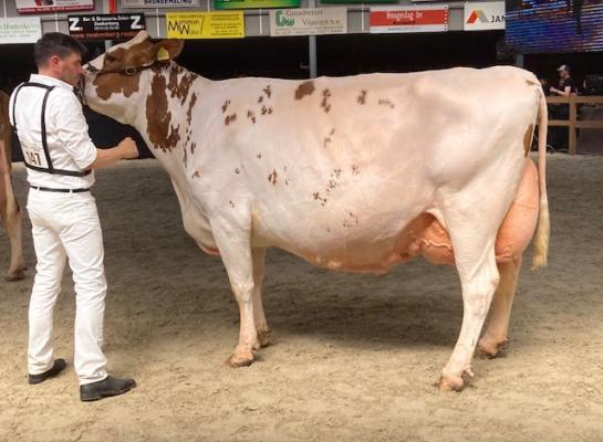 De reserekampioene oudere koeien, Barendonk Brasilera 26 (v. Agent), in de ring in Mariënheem