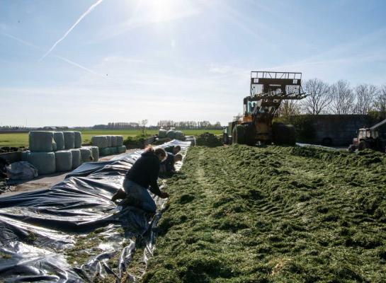 De eerste voorjaarskuilen hebben een hoger boterzuurgehalte en een hoger NH3-aandeel