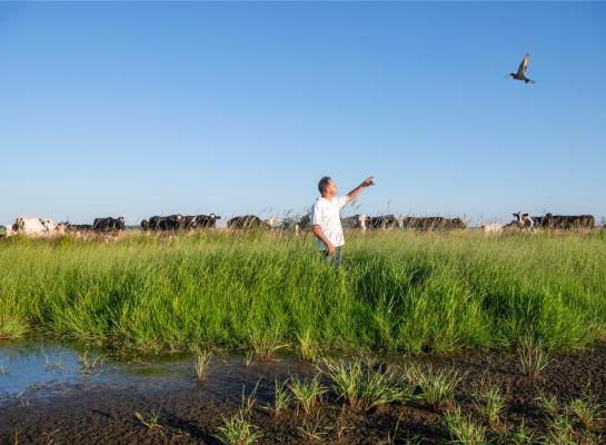 Wim van Ittersum, hier in 2022 bij zijn plasdrasperceel, zag toen veel meer activiteit van weidevogels