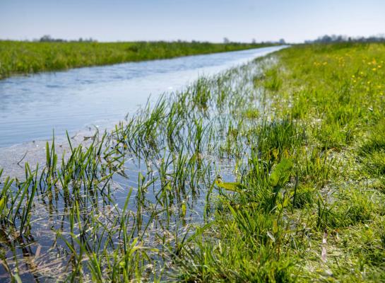 Vanwege het extreem natte voorjaar is weidegang later van start dit jaar