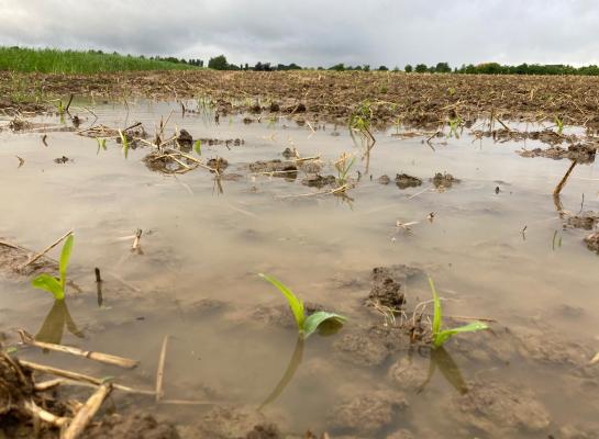 Van de mais die nog wordt gezaaid zal de voederwaarde vies tegenvallen volgens Jos Groot Koerkamp van Limagrain