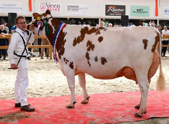 Trillie 171 (v. Carnival) wint eerste Nationale Roodbont Show